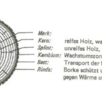 Aufbau Baumstamm | Krattiger Holzbau AG Amriswil